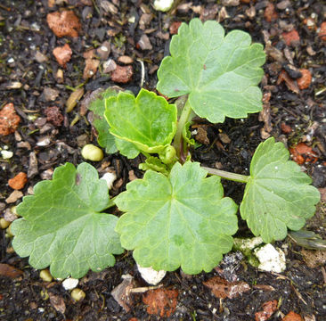 Imagem de Sidalcea hendersonii S. Wats.