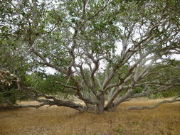 Image of California Live Oak