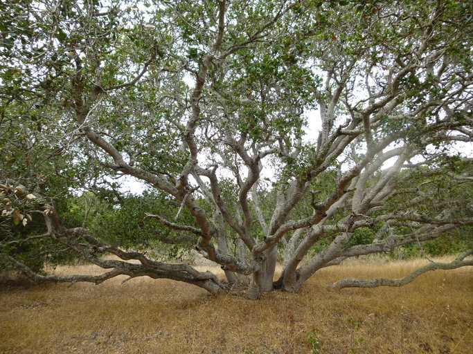 Imagem de Quercus agrifolia Née