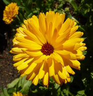 Image of pot marigold