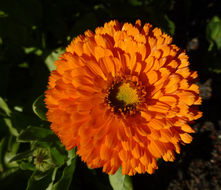 Image of pot marigold