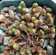 Слика од Sedum sexangulare L.