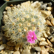 Image of Mammillaria laui subsp. subducta (D. R. Hunt) D. R. Hunt