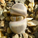 Image of <i>Lithops dinteri</i> var. <i>frederici</i>