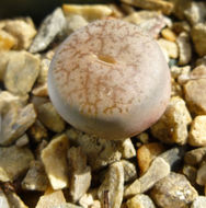 Image of Lithops pseudotruncatella (Berger) N. E. Br.