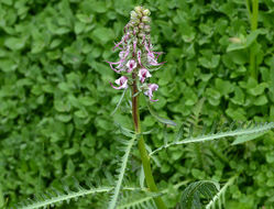 Image of elephanthead lousewort