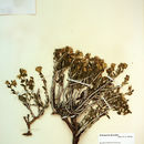 Image of whitestem goldenbush