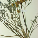 Lomatium bicolor (S. Wats.) Coult. & Rose的圖片