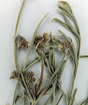 Image de Lomatium bicolor var. leptocarpum (Nuttall ex Torrey & Gray) M. A. Schlessman