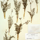 Слика од Lomatium congdonii Coult. & Rose