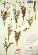 Слика од Lomatium congdonii Coult. & Rose