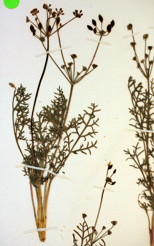 Слика од Lomatium congdonii Coult. & Rose