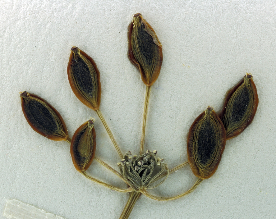 Слика од Lomatium congdonii Coult. & Rose