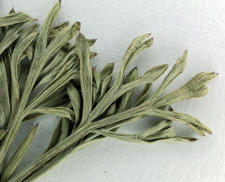 Image of Engelmann's desertparsley