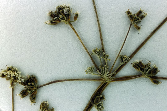 Image de Lomatium engelmannii Mathias