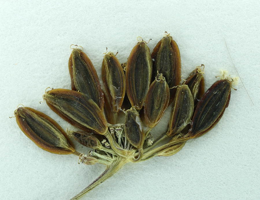 Image of Engelmann's desertparsley