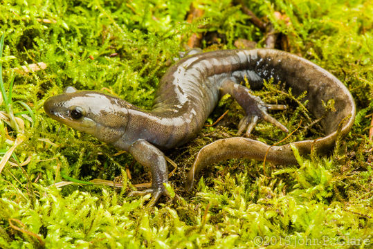 Sivun Ambystoma jeffersonianum (Green 1827) kuva