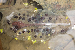 Image of Jefferson Salamander