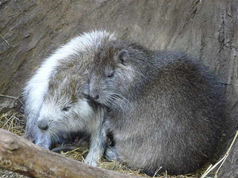 Image of Desmarest's Hutia