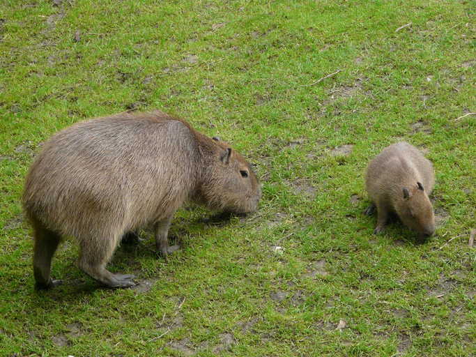 Image of Capybara