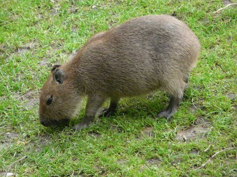 Image of Capybara