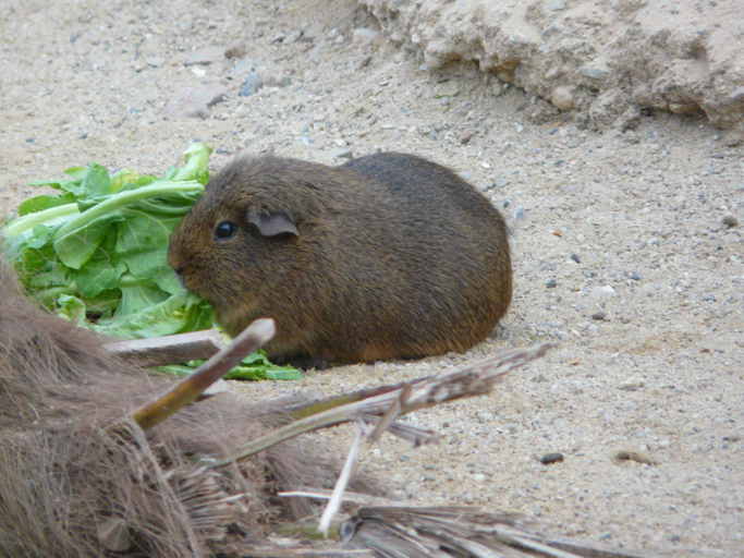 Image of Brazilian Guinea Pig