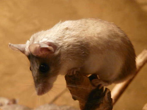 Image of Asia Minor spiny mouse