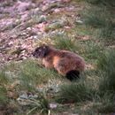 Image of Alpine Marmot