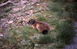 Image of Alpine Marmot