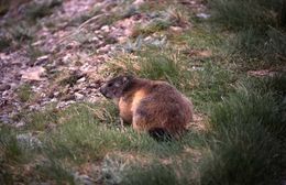 Image of Alpine Marmot