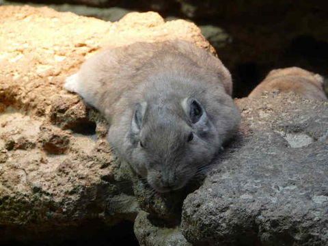 Ctenodactylus gundi (Rothmann 1776) resmi