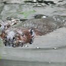 Image of European beaver