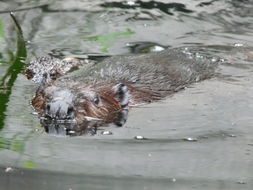 Image of European beaver