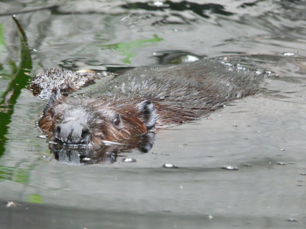 Image of European beaver