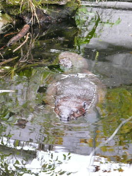 Image de Castor D'Eurasie