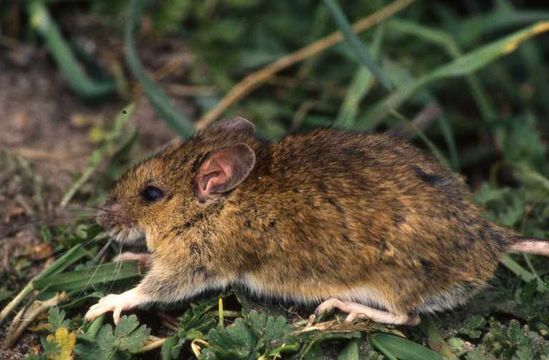 Image of wood mouse, long-tailed field mouse