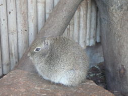 Image of Muenster Yellow-toothed Cavy