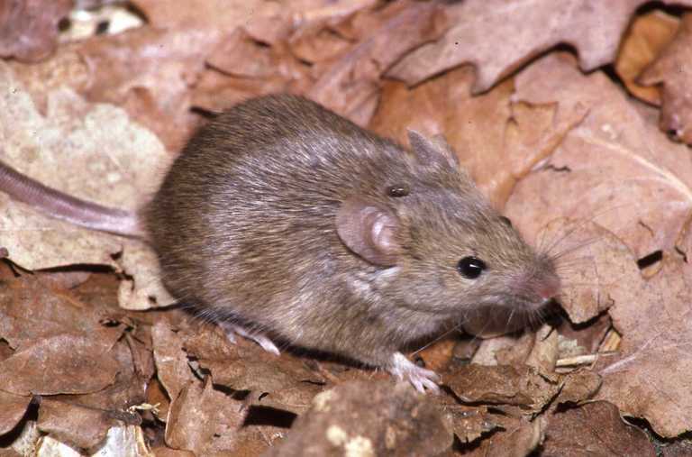 Image of house mouse