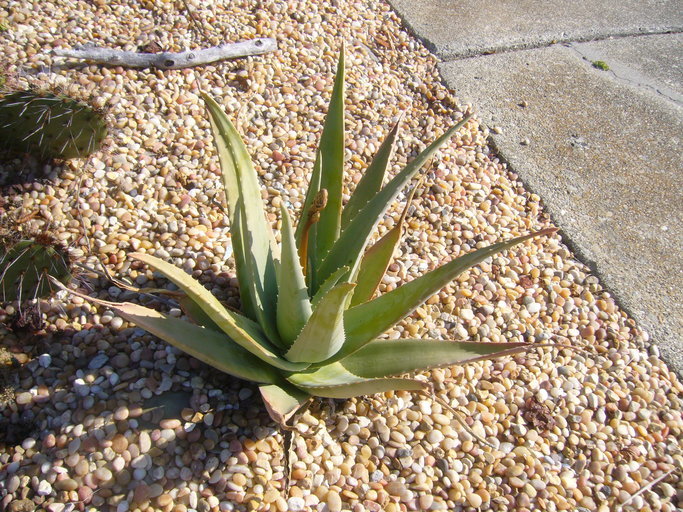 aloe plant phylogeny tree