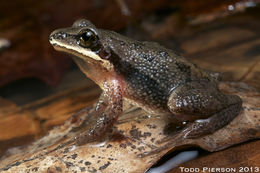 Image of Upland Chorus Frog