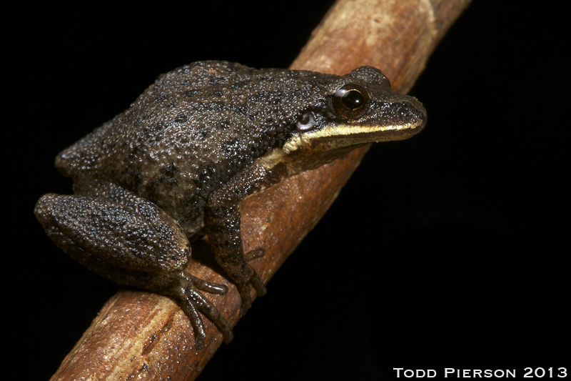 Image de Pseudacris feriarum (Baird 1854)