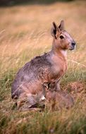 Image of Patagonian Cavy