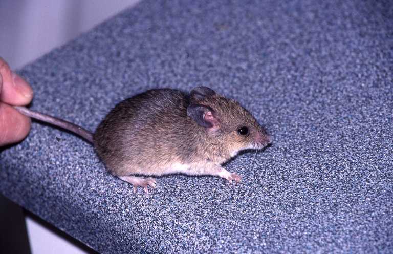 Image of Multimammate Mice