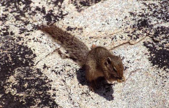 Image of Smith's Bush Squirrel