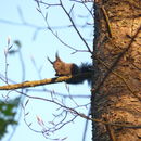 Image of Eurasian red squirrel