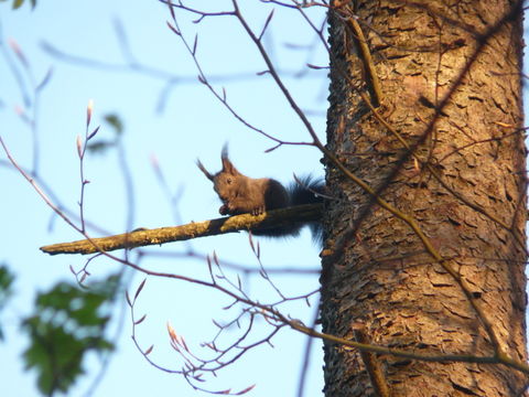 Sivun orava kuva