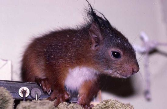 Image of Eurasian red squirrel