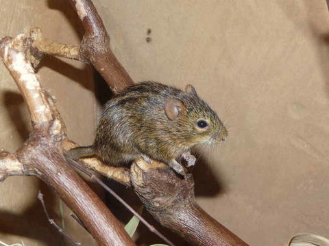 Image of Four-striped Grass Mouse