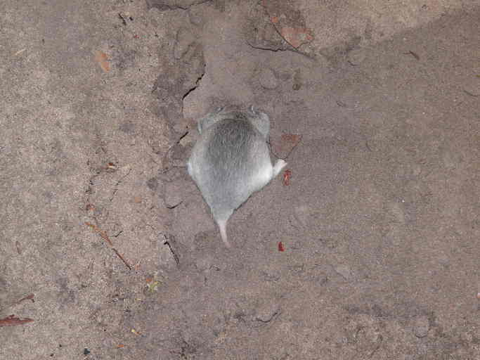 Image of Pouched Mouse