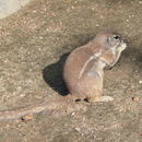 Image of Cape Ground Squirrel